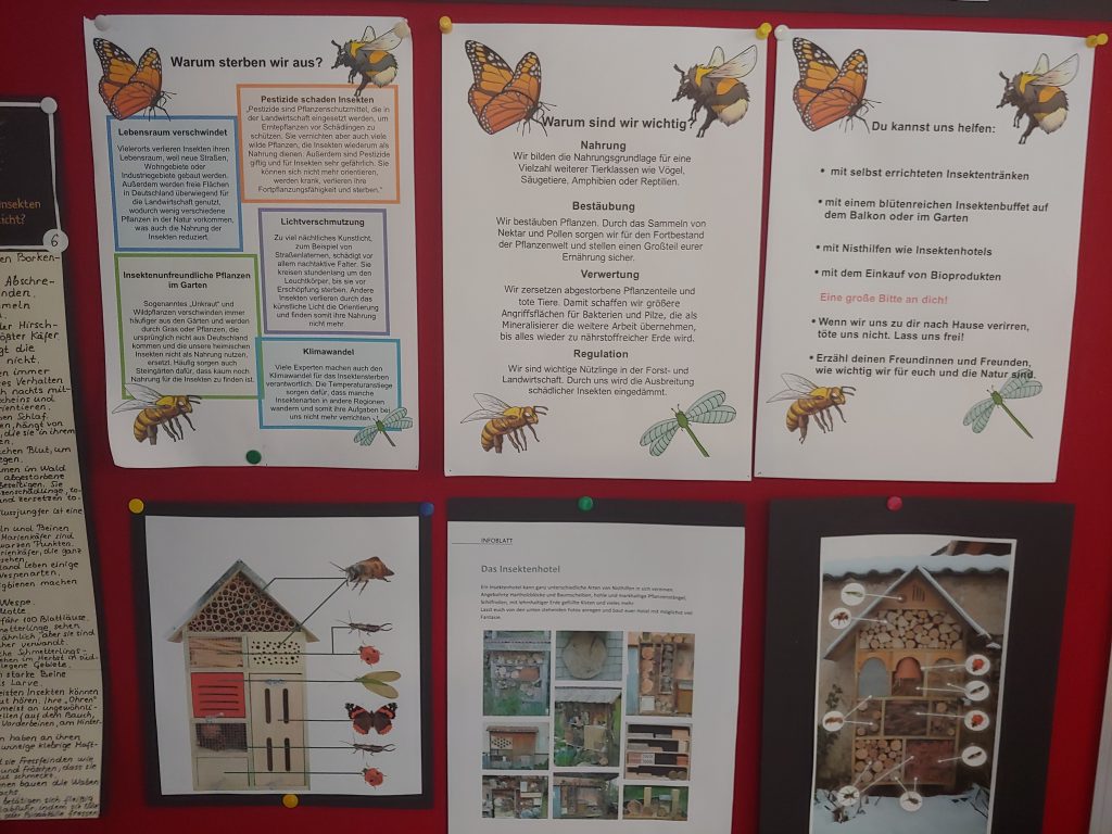  Insekten Projekt der 3a: Hotels für den Schulhof & NABU-Spende – Paul 